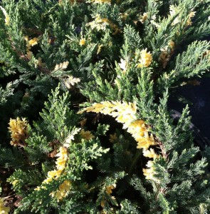 Variegated Parsons Juniper (Juniperus chinensis 'Pasonsii Variegata')