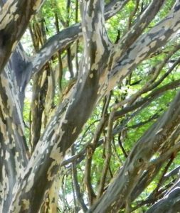 Bridalveil Tree (Caesalpinia granadillo)