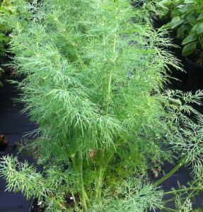 Dill