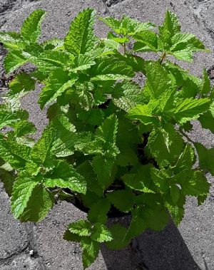 Lemon Balm