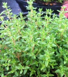 Compact Thyme