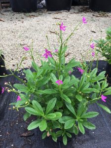Surinam Spinach (Talinum triangulare)