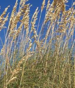 Sea Oats (Uniola paniculata)