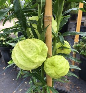 Balloon Milkweed (Gomphocarpus physocarpus)