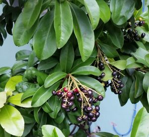 Fruta del árbol de Marlberry