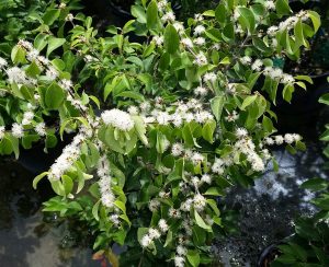 WHITE Stopper Eugenia axilaris RARE Florida native wild bird tree seed 100 seeds