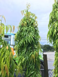 Mast Tree (Polyalthia longifolia Pendula)