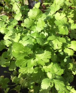 Cilantro (Coriandrum sativum)