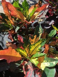 Wilma Croton (Codiaeum variegatum 'Wilma')