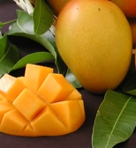 Kesar Mango (Mangifera indica 'Kesar')