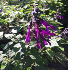 Salvia, Purple
