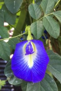 Blue Pea Vine (Clitoria ternatea)