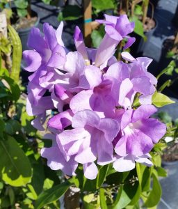 Garlic Vine (Mansoa alliacea)