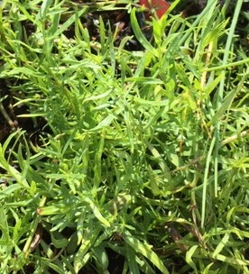 Tarragon (Artemisia dracunculus)