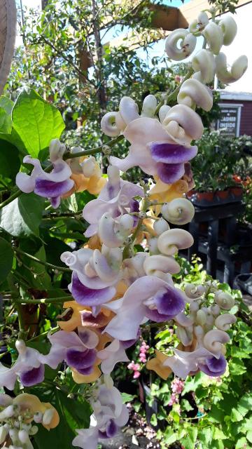 Corkscrew Vine (Cochliasanthus caracalla)