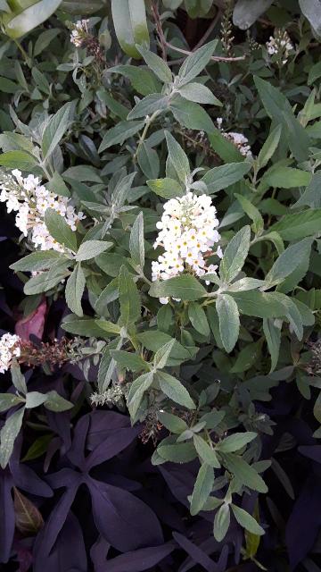 Butterfly Bush, White