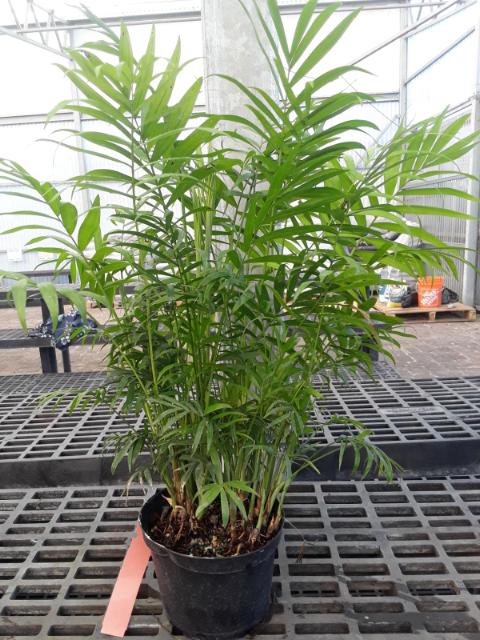 Neanthe Bella (Chamaedorea elegans)