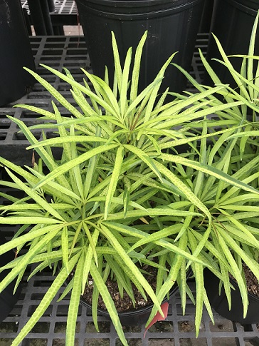 Gold Fingers (Osmoxylon)