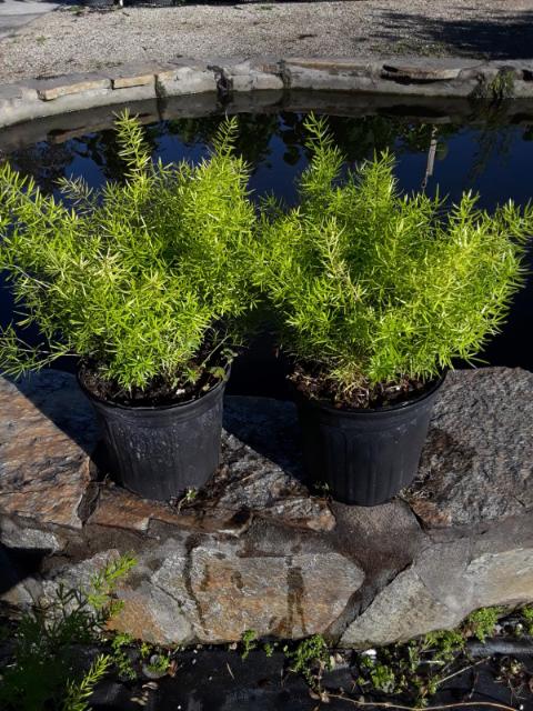 Asparagus Fern (Asparagus aethiopicus)
