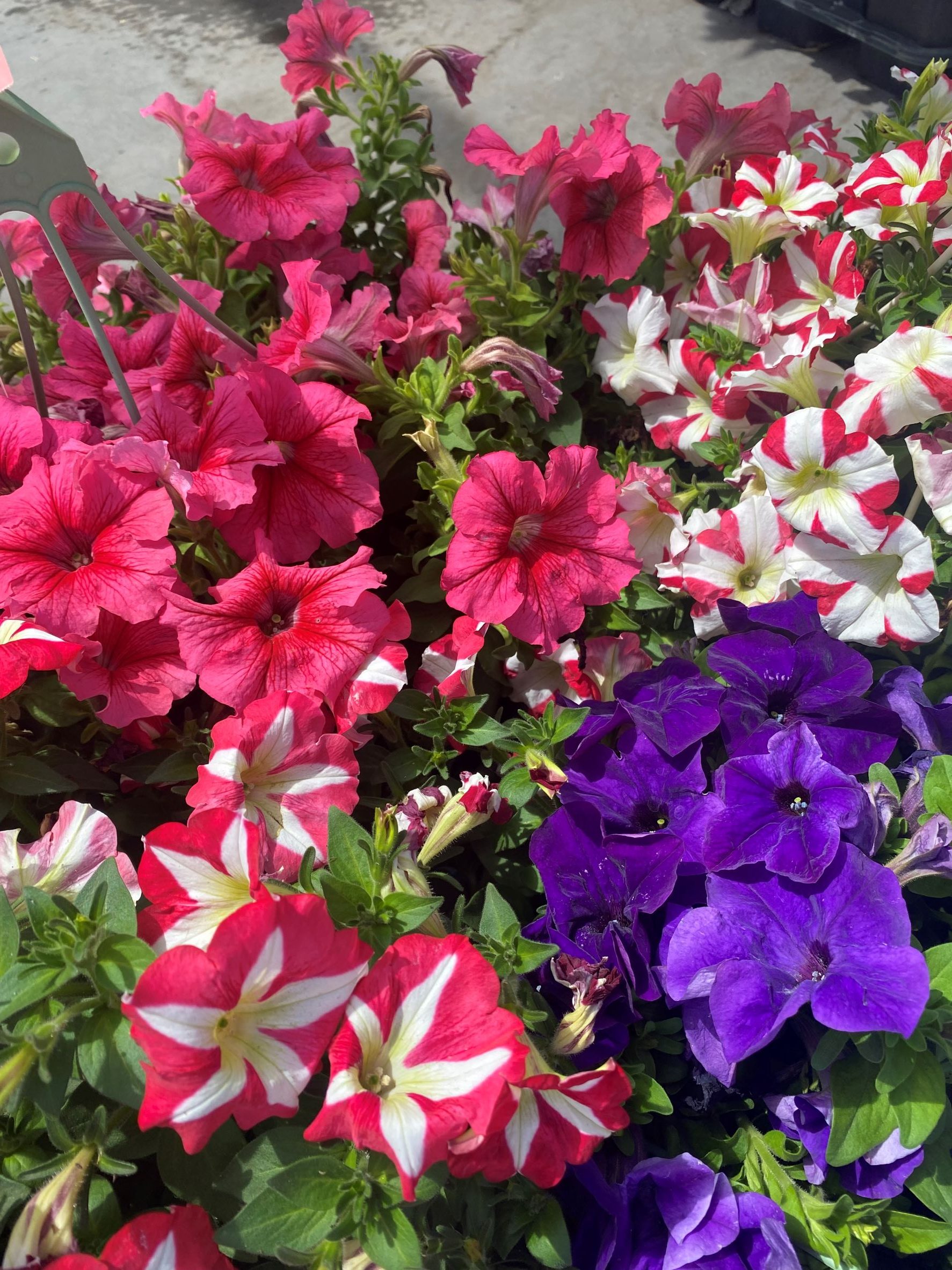 Petunia Hanging Basket