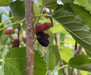 Mulberry 'Everbearing'