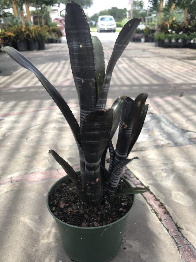 Darth Vader Bromeliad (Billbergia 'Darth Vader')