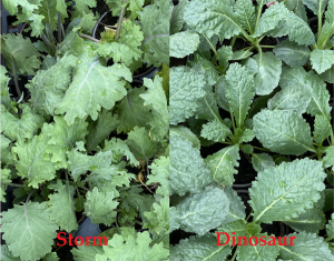Kale, edible