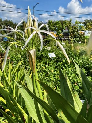 Crinum Lily