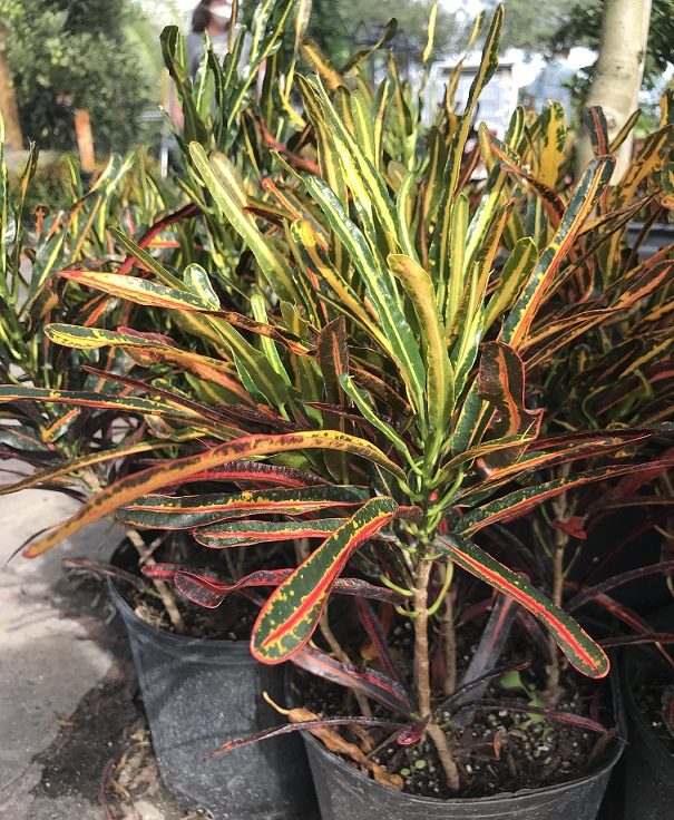 Red Banana Croton (Codiaeum variegatum 'Red Banana')