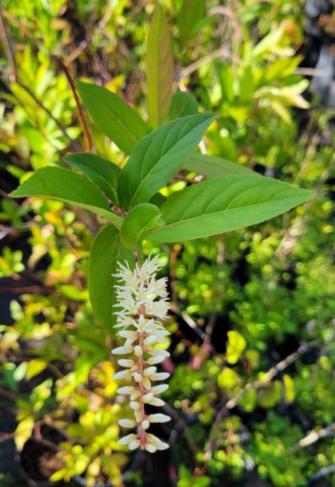 Sweetspire (Itea virginica)