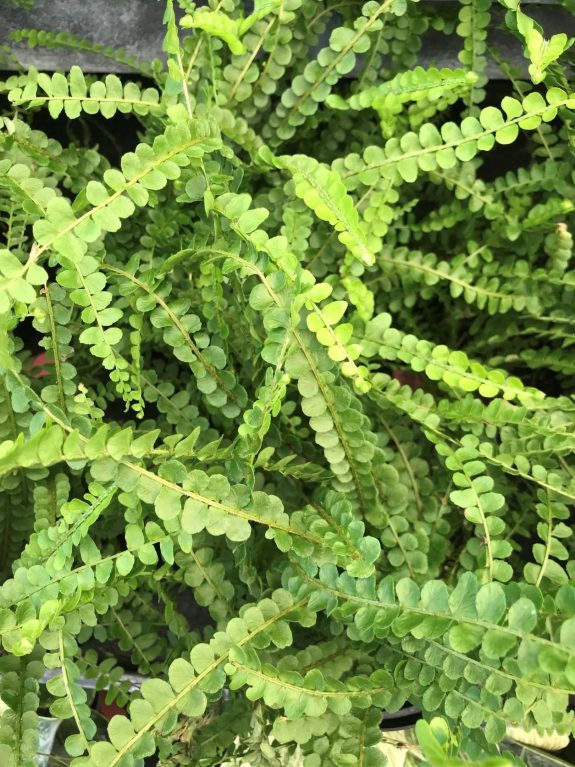 Lemon Button Fern (Nephrolepis cordifolia “Duffii”)