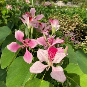 Pink Orchid Tree (Bauhinia monandra)