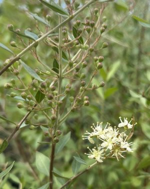 Henna Plant