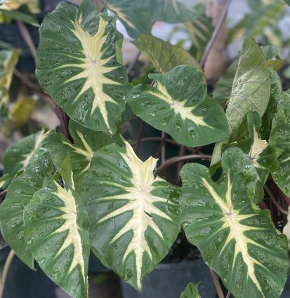 Waikiki Colocasia (Colocasia esculenta 'Waikiki')