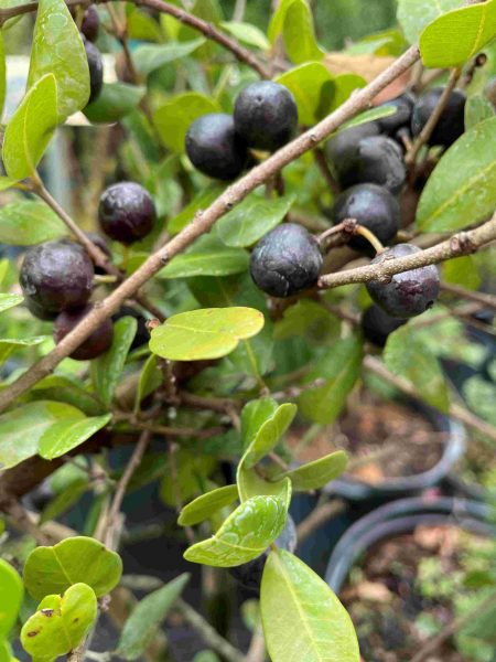 Darling Plum (Reynosia septentrionalis)