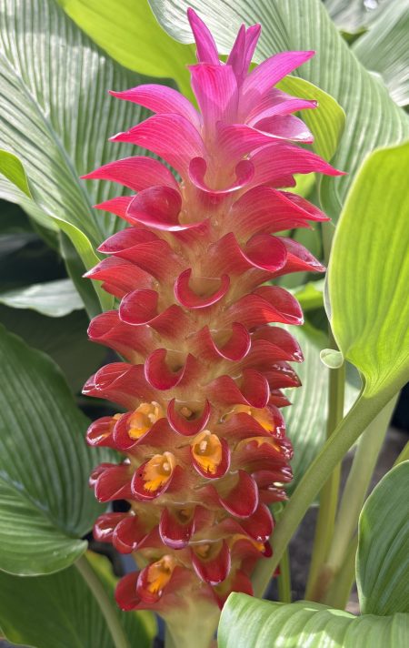 Cone Ginger (Curcuma)