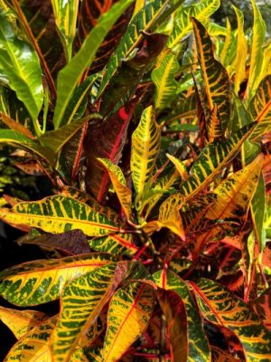 AFD-5 Croton (Codiaeum variegata 'AFD-5')
