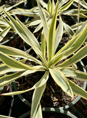 Yucca, 'Bright Star'