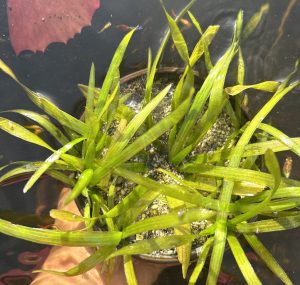 Eel Grass