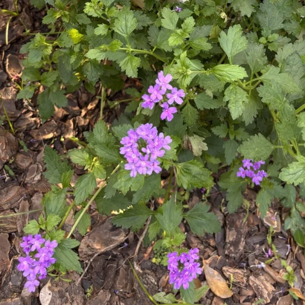 Florida Nursery Mart weekly specials