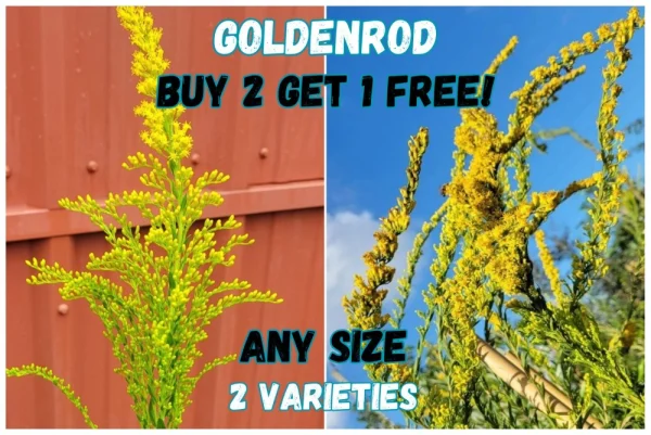 Florida Nursery Mart weekly specials