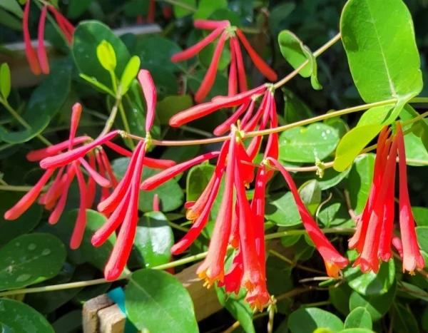Florida Nursery Mart weekly specials