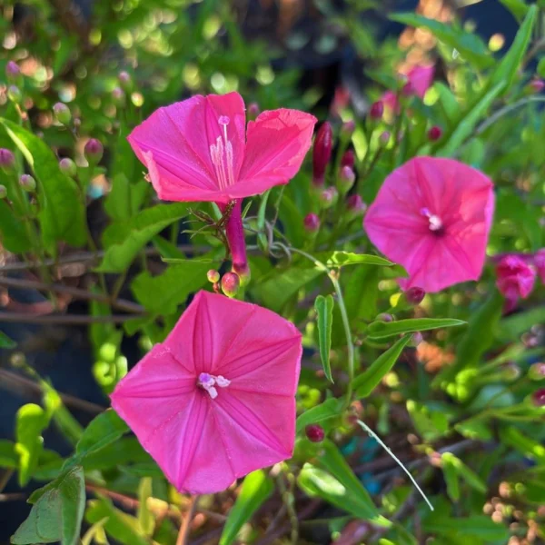 Florida Nursery Mart weekly specials