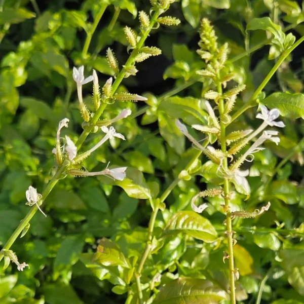 Florida Nursery Mart weekly specials