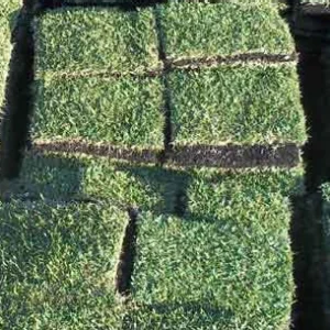Florida Nursery Mart weekly specials