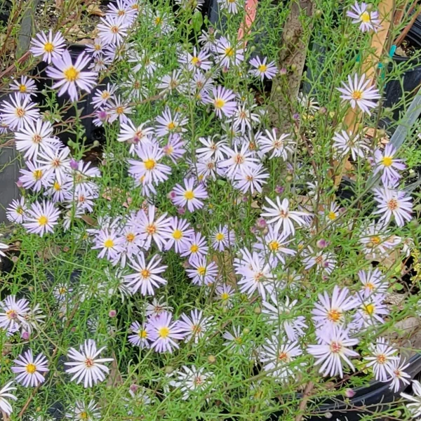 Florida Nursery Mart weekly specials