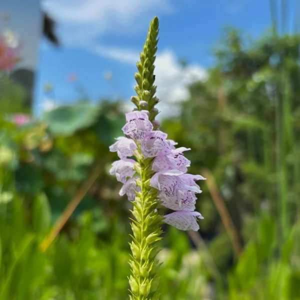 Florida Nursery Mart weekly specials