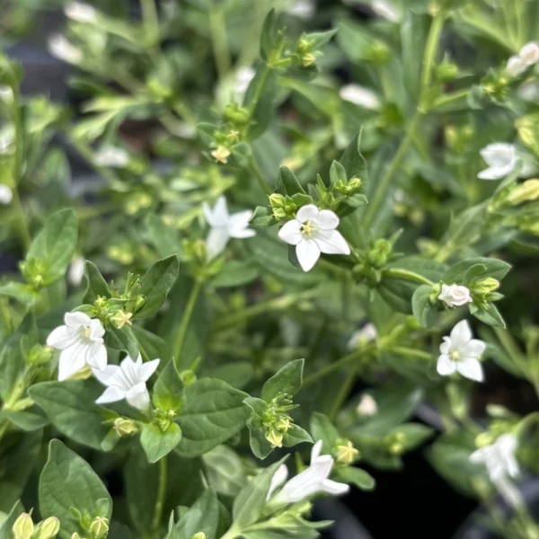 Florida Nursery Mart weekly specials