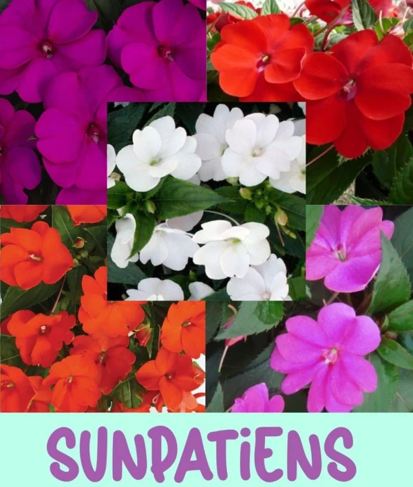 Florida Nursery Mart weekly specials