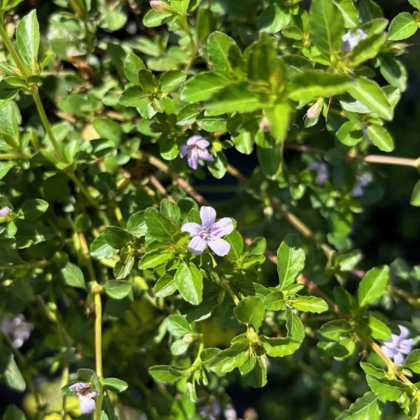 Florida Nursery Mart weekly specials